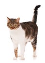 Adult tabby Royalty Free Stock Photo