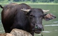 Tamaraw or Mindoro Dwarf Buffalo chilling by the lake