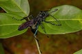 Adult Tarantula-hawk Wasp