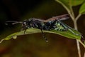 Adult Tarantula-hawk Wasp