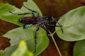 Adult Tarantula-hawk Wasp