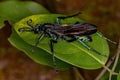 Adult Tarantula-hawk Wasp