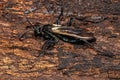 Adult Tarantula hawk Wasp