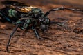 Adult Tarantula hawk Wasp Royalty Free Stock Photo