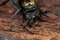 Adult Tarantula hawk Wasp