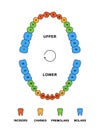 Adult teeth dentition anatomy with descriptions. Upper and lower jaw parts - incisor, canine, premolar and molar teeth