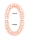 Adult teeths sheme, upper and down jaws on white