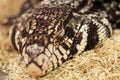 Adult tegu in sleep time, close-up portrait.