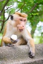 Adult temple monkey eat a piece of rice