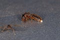 Adult Termite Insect Royalty Free Stock Photo