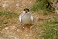 Tern with fish on Farne Islands Northumbria UK Royalty Free Stock Photo