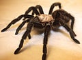 Adult Texas Brown Tarantula/ Black Spider