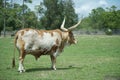 Adult Texas Longhorn bull standing on the green grass in a field on a sunny day Royalty Free Stock Photo