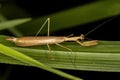 Adult Thespid Mantis Royalty Free Stock Photo