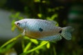 Adult three spot gourami, popular ornamental fish, feeler-like ray on pelvic fin, animal on sale in aqua market