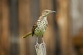 Adult Thrush Bird sitting on a wooden stake. Royalty Free Stock Photo