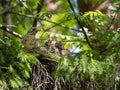 An adult thrush and two hungry chicks are sitting in the nest. The chicks have opened their beaks and are asking for food. Royalty Free Stock Photo