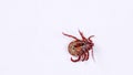 Adult tick crawling on a white background. Tick causing lyme desease and borreliosis.