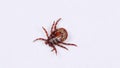 Adult tick crawling on white background. Tick causing lyme desease and borreliosis.