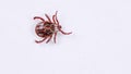 Adult tick crawling on a white background. Tick causing lyme desease and borreliosis.