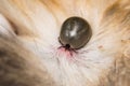 Adult tick on the skin surface of a cat, before lay eggs