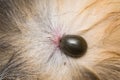 Adult tick on the skin surface of a cat, before lay eggs