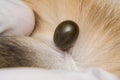 Adult tick on the skin surface of a cat, before lay eggs