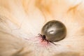Adult tick on the skin surface of a cat, before lay eggs