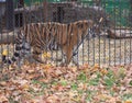 Adult tiger in a cage