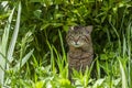 Adult tiger cat in green grass with a harsh facial expression in summer afternoon. The cat is ambushed and hunted.