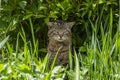 Adult tiger cat in green grass with a harsh facial expression in summer afternoon. The cat is ambushed and hunted. Royalty Free Stock Photo