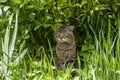 Adult tiger cat in green grass with a harsh facial expression in summer afternoon. The cat is ambushed and hunted Royalty Free Stock Photo