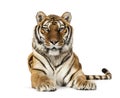 Adult Tiger isolated Royalty Free Stock Photo