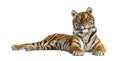 Adult Tiger isolated Royalty Free Stock Photo