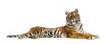 Adult Tiger isolated Royalty Free Stock Photo