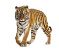 Adult Tiger isolated Royalty Free Stock Photo
