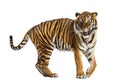 Adult Tiger isolated