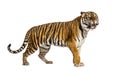 Adult Tiger isolated