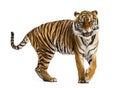 Adult Tiger isolated