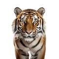 An adult tiger isolated on white background. Royalty Free Stock Photo