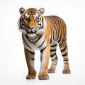 An adult tiger isolated on white background. Royalty Free Stock Photo