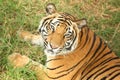 Adult tiger looking at camera