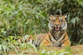 Adult tiger lying in tall grass