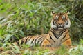 Adult Tiger lying in tall grass Royalty Free Stock Photo