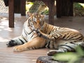 Adult tiger lying on wooden boards