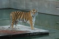 Adult tiger on platform in the water