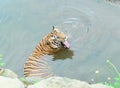 An adult tiger in Ragunan Wildlife Park, Indonesia, yawns with its mouth open showing its large teeth while soaking