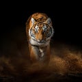 Adult tiger in the sand and dust on a dark background