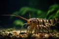 adult tiger shrimp prawn swimming in serene underwater environment