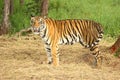 Adult tiger standing